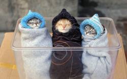     -  / Cats Wallpapers ( 3)
