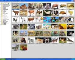 XnView 1.99.1 Full + Portable
