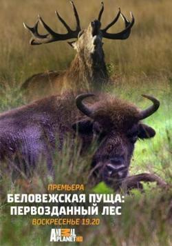  :   / Animal Planet. The Primeval Forest of Belovezhskaya Pushcha VO