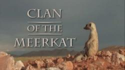  / National Geographic. Clan of the meerkat VO