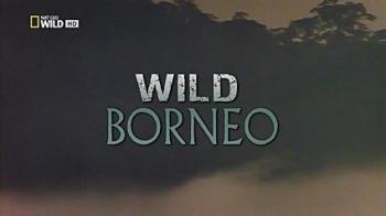   / NAT GEO WILD. Wild Borneo DUB