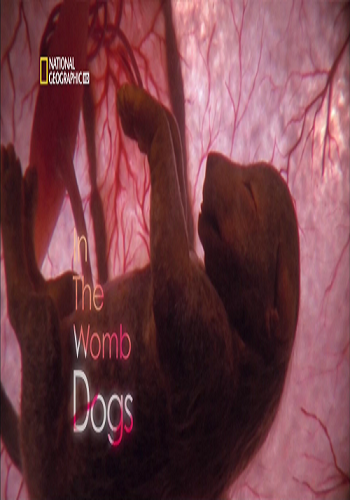 National Geographic:   .  / Life before birth. In the womb dogs. VO