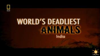    .  / World's Deadliest Animals. Africa