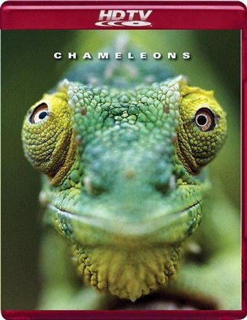   / Chameleons of the world DUB