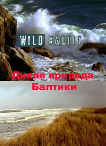    / Wild Baltic VO