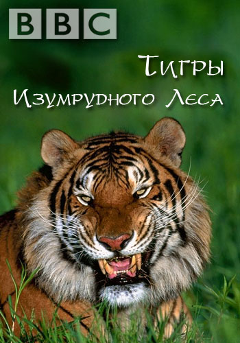 BBC:    / BBC: Tigers of the Emerald Forest