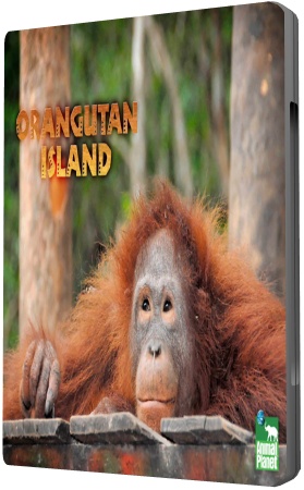   / Orangutan Island ( 1  ???)
