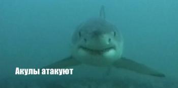   / Sharks attack MVO