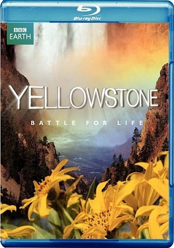  -    / Yellowstone - Battle For Life (3   3) VO
