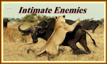   / Intimate Enemies DUB