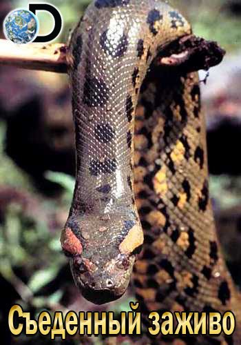 Discovery.   / Discovery. Anaconda: Eaten Alive VO