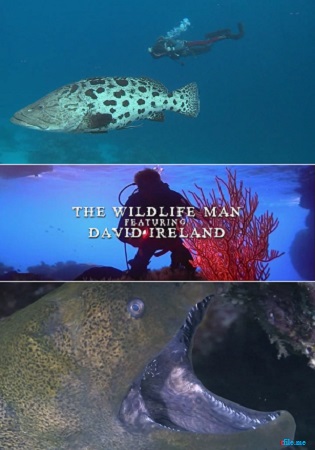       (1-13   13) / The Wildlife man featuring David Ireland VO