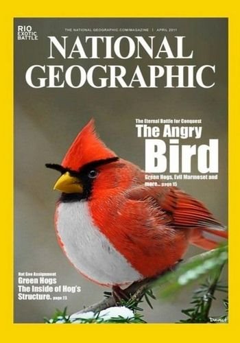    / Nat Geo Wild. Real Angry Birds VO