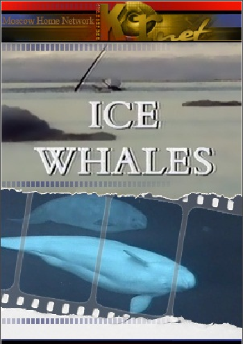  .    / Ice Whales VO