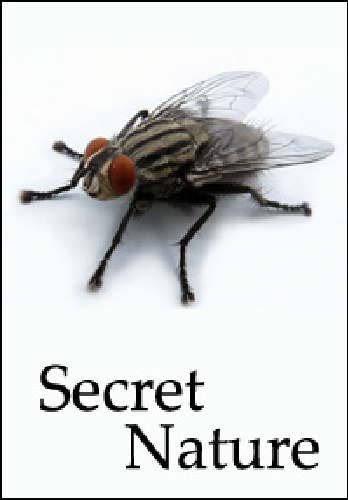 .   / Secret Nature. Incredible Flies VO