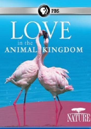 .     / Love in the Animal Kingdom DUB