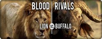  .    / NAT GEO WILD. Blood Rivals. Lion vs Buffalo DUB