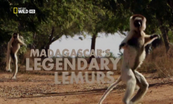    / NAT GEO WILD. Madagascar's Legendary Lemurs DUB