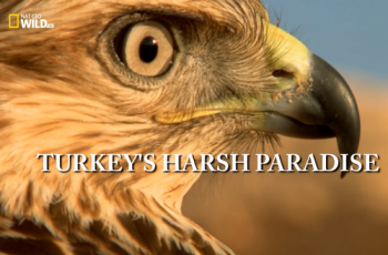   / NAT GEO WILD. Turkey's Harsh Paradise DUB