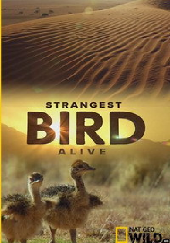    / Strangest Bird Alive DUB