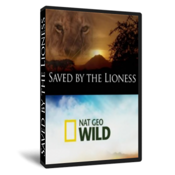   / NAT GEO WILD. Saved by the lioness VO