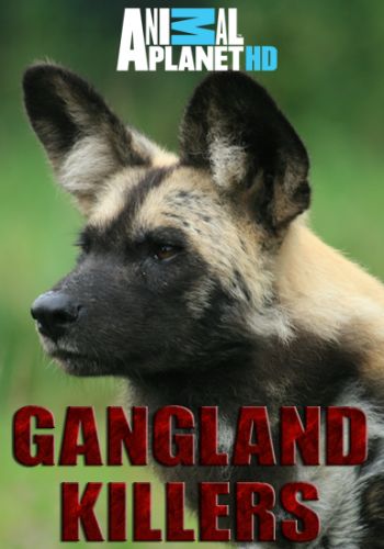    (1-6   6) / Animal Planet. Gangland Killers VO