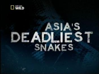     / NAT GEO WILD. Asia's deadliest snakes VO
