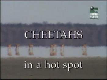     / Animal Planet. Cheetahs in a hot spot VO