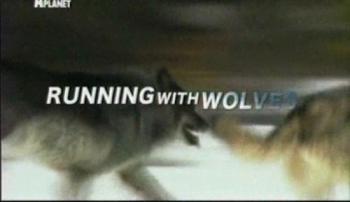    / Animal Planet. Running with Wolves VO