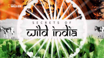    :    / NAT GEO WILD. Secrets of Wild India: Elephant Kingdom VO