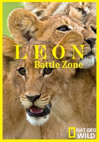  / NAT GEO WILD. Lion Battle Zone VO