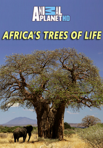   (3   3) / Africa's Trees of Life DUB