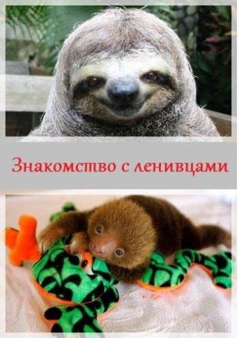    (1-8   8) / Animal Planet. Meet the Sloths VO