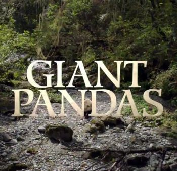   / NAT GEO WILD. Giant Pandas VO