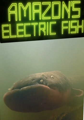    / Amazon's electric fish VO