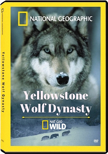    (1-2   2) / NAT GEO WILD. Yellowstone Wolf Dynasty VO