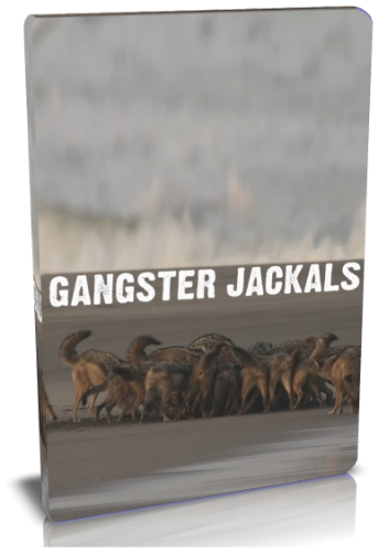 - / NAT GEO WILD. Gangster jackals VO