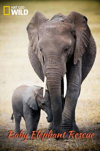   / NAT GEO WILD. Baby Elephant Rescue VO