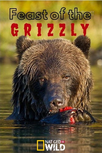   / NAT GEO WILD. Feast of the Grizzly DUB