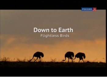 ,       / Down To Earth Flightless Birds VO