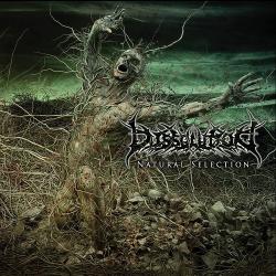 Dissolution - Natural Selection