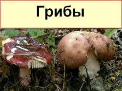 Подборка книг о грибах