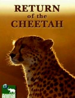   / Return of the Cheetah