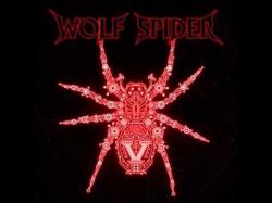 Wolf Spider - V