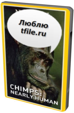 :   / Chimps: Nearly human