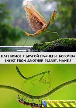  .  / Insect from another planet. Mantis