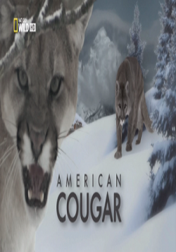   / American Cougar VO