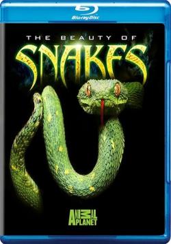   / The Beauty Of Snakes VO