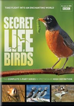    / Secret Life of Birds (5   5) DUB