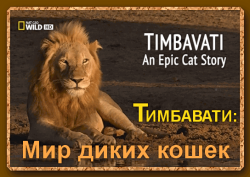 :    / Timbavati: An Epic Cat Story VO